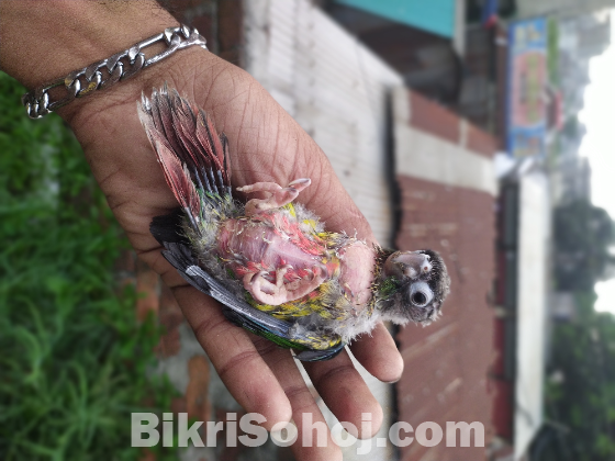 Greenchik Conure baby